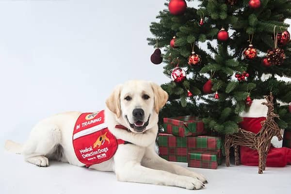 Medical Detection Dog Gunner
