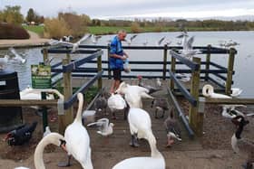 Dennis Edwards feeding the swans fresh bread by the 'no bread' sign