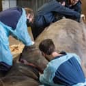 The post-mortem was photographed by the Zoo to allow the public insight into the rigorous, scientific work that goes on after the death of one of its animals
