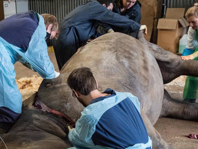 The post-mortem was photographed by the Zoo to allow the public insight into the rigorous, scientific work that goes on after the death of one of its animals