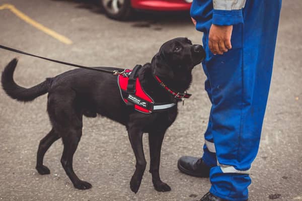 Medical Detection Dogs have been specially trained to detect Coronavirus