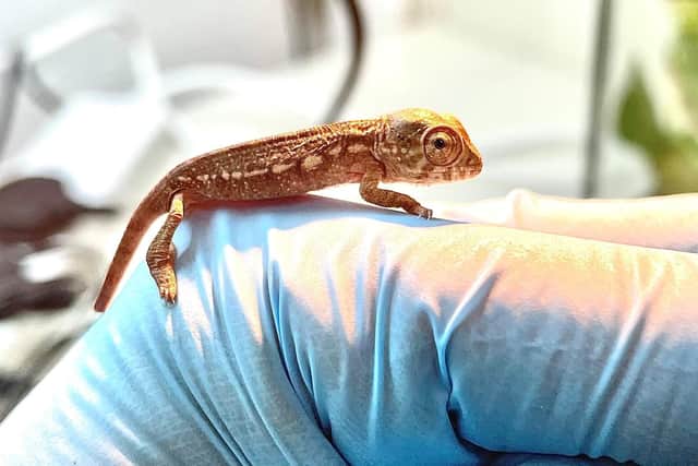 Baby panther chameleon hatches at Whipsnade Zoo