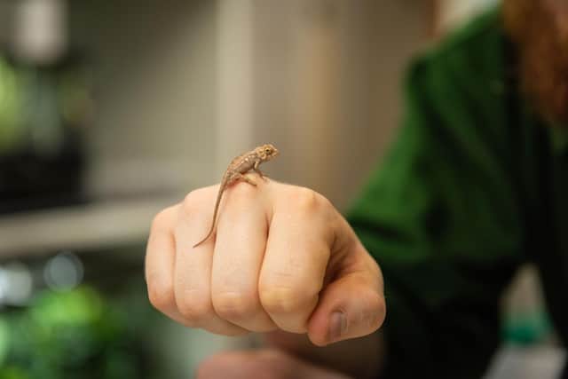 The 3cm-long baby chameleon was photographed by zookeepers scampering up a keeper’s finger