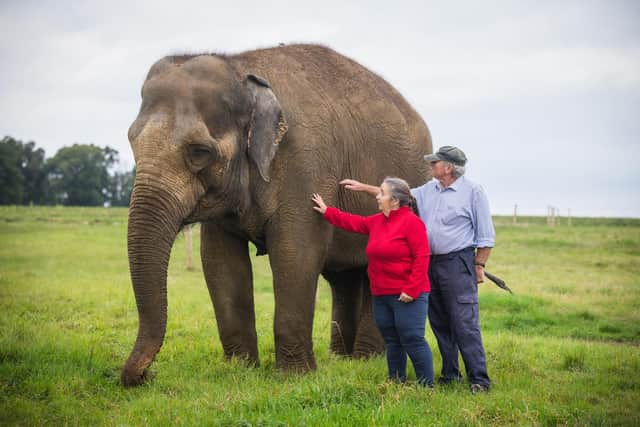 Carole and Robert bring in a variety of leaves, which keepers refer to as ‘browse’, including plenty of the elephants’ favourite - willow and silver birch
