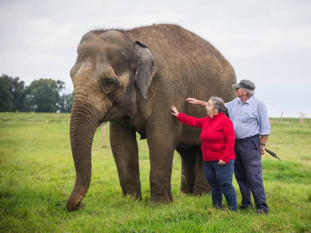 Carole and Robert bring in a variety of leaves, which keepers refer to as ‘browse’, including plenty of the elephants’ favourite - willow and silver birch