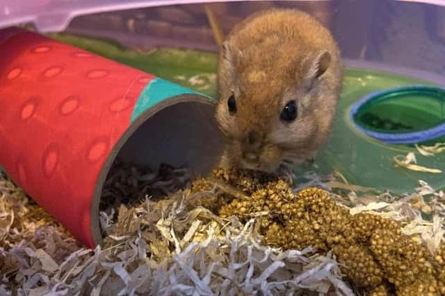 One of the rescued gerbils