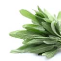 The strong aroma and lovely taste of the sage plant make it a handy herb to have around