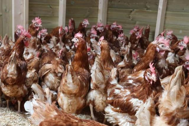 Hundreds of hens have been rehomed in MK over the past year
