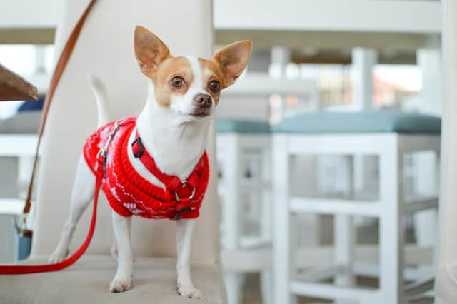 Canines can't communicate if Christmas jumpers are irritating
