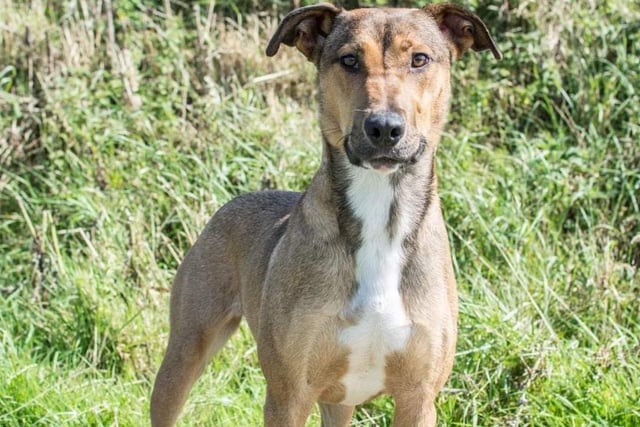 Jaymee is a beautiful 10 month old crossed breed girl. Her new family will need to be prepared to put in some training and set firm but fair boundaries. An active home with teenage children would suit Jaymee best.