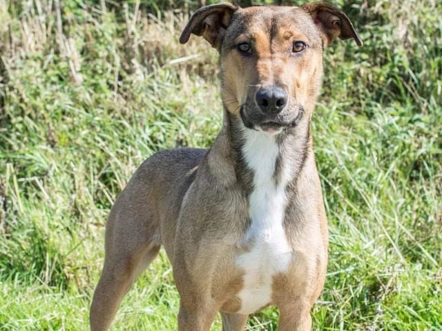 Jaymee is a beautiful 10 month old crossed breed girl. Her new family will need to be prepared to put in some training and set firm but fair boundaries. An active home with teenage children would suit Jaymee best.