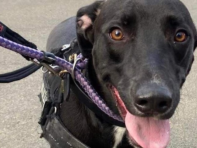Bob was handed in by his family as they could no longer keep him. He is a cracking, super-happy one-year-old Lurcher lad full of life who will need some more training.
He is great with other dogs and older, sensible children. Has never been socialised with cats and small furries.