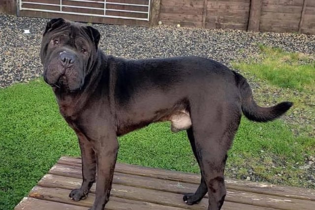 A three-year-old Sharpei. Kingston is a lovely boy once he knows you but does have Sharpei traits. He can barks at kennel door but he loves all our staff and loves toys. He is dog friendly but we would home him as an only dog to an adult-only home.
He has had surgery to correct entropion.