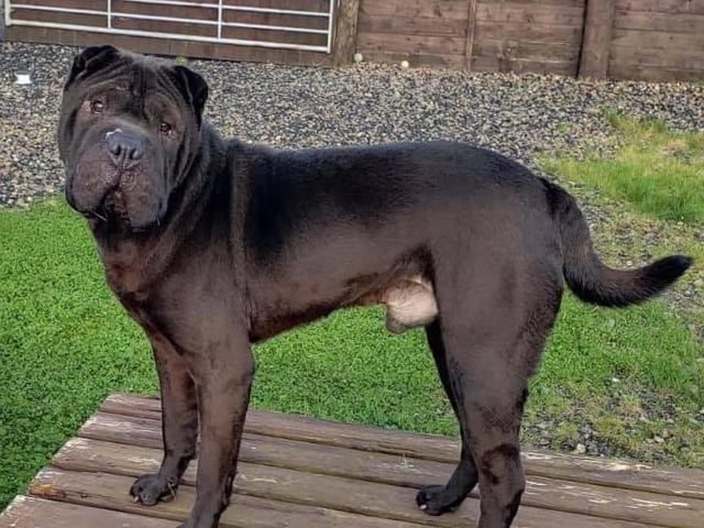 A three-year-old Sharpei. Kingston is a lovely boy once he knows you but does have Sharpei traits. He can barks at kennel door but he loves all our staff and loves toys. He is dog friendly but we would home him as an only dog to an adult-only home.
He has had surgery to correct entropion.