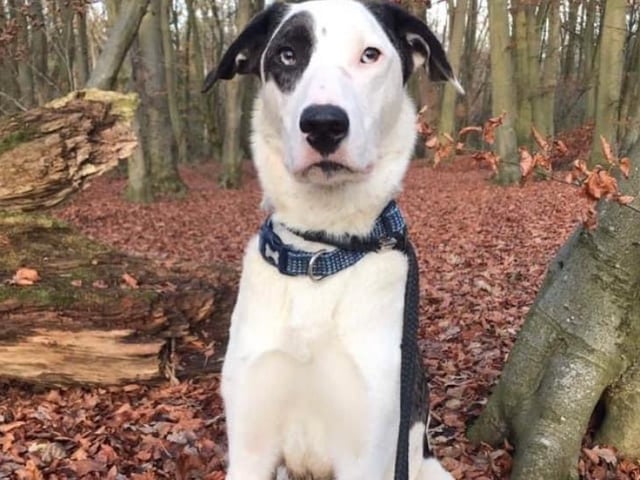 Loves: His ball, playing fetch, long walks in nature and attention. Lots of it.
Dislikes; Getting back on the lead, being left all alone, and children (I’m sorry, I’m sure they’re lovely but I think in my earlier life I remember bad experiences with them).