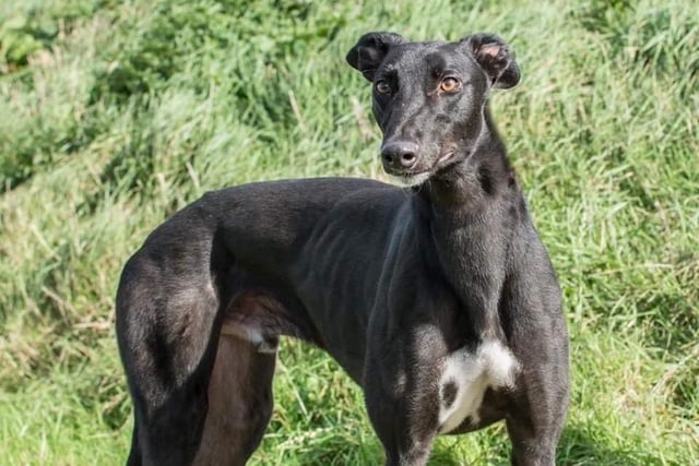 Hero is a stunning, sleek five-year-old retired racing greyhound.
He used to be a confident giddy lad. Fine with other dogs. A comfy sofa to sleep on and a good sized secure garden for him is essential.
He has lived in kennels all his life so will require house training.