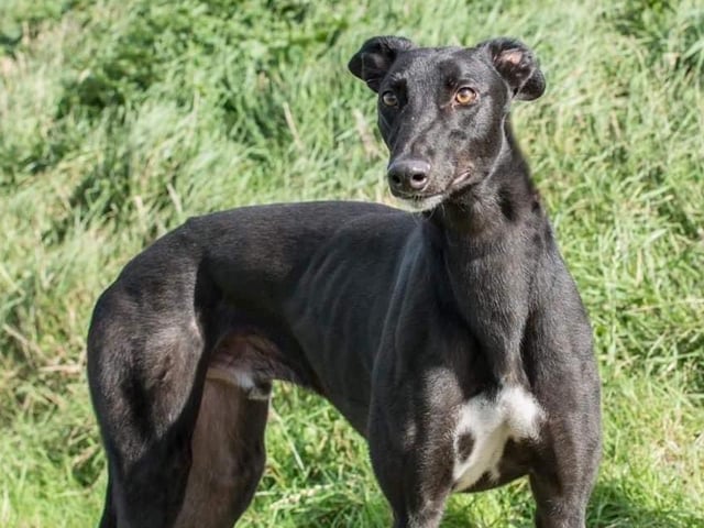 Hero is a stunning, sleek five-year-old retired racing greyhound.
He used to be a confident giddy lad. Fine with other dogs. A comfy sofa to sleep on and a good sized secure garden for him is essential.
He has lived in kennels all his life so will require house training.