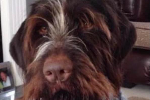 Brutus is an eight-year-old wire haired pointer, he is trained to the whistle and house trained. He would like a home with children over 12 years old to play with him. He would love to have a go at agility or scent work. Doesn't mix well with other dogs, cats or smaller furries.