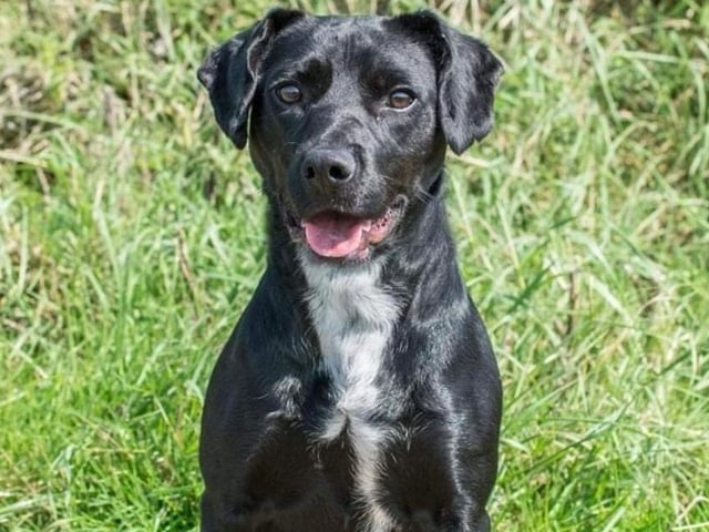A very intelligent Terrier cross. Joseph is very focused and can be weary of new people, however, once yours, he is amazing. Very well trained! Ball obsessed and walks fabulously on the lead.