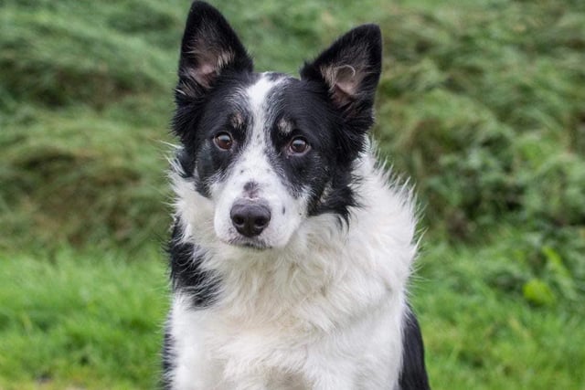 Leon is a three-year-old Border Collie who needs an active home where no children live or visit. He is shy with strangers so proper introductions are a must.
Once he knows you he is the most living loyal boy. A home committed to providing Leon with plenty of physical and mental stimulation is a must.