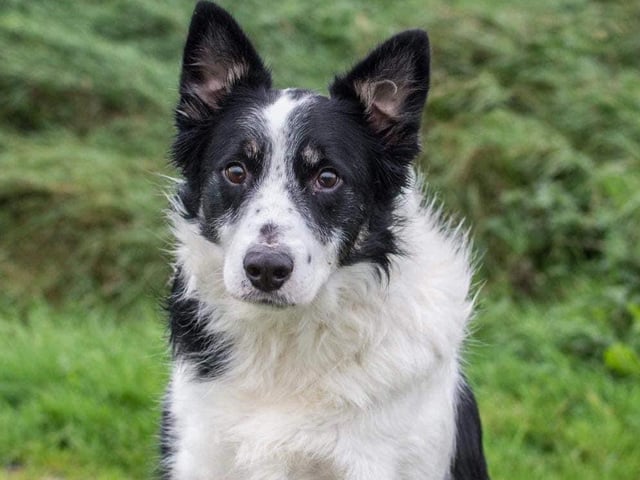 Leon is a three-year-old Border Collie who needs an active home where no children live or visit. He is shy with strangers so proper introductions are a must.
Once he knows you he is the most living loyal boy. A home committed to providing Leon with plenty of physical and mental stimulation is a must.