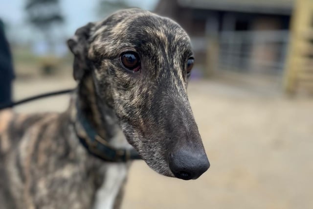 George is a beautiful two-year-old brindle retired racing greyhound.
He would love a quiet home. He travels well and is fine with other dogs but not cats or smaller furries. He has lived his life in kennels so will need house training.