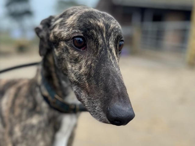 George is a beautiful two-year-old brindle retired racing greyhound.
He would love a quiet home. He travels well and is fine with other dogs but not cats or smaller furries. He has lived his life in kennels so will need house training.