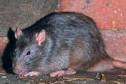The rat problem is reducing in MK, say leading councillors