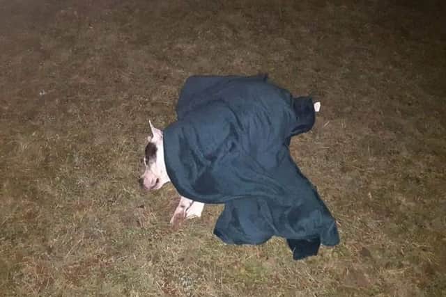 The dog was found unresponsive near a bush in CMK. Photo: Facebook