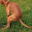 Failing to pick up after your dog can now result in a fine of up to £125 in Milton Keynes