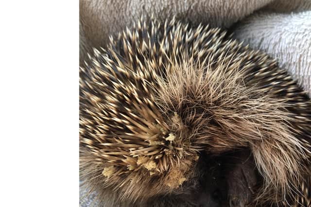 Deanshanger Hedgehog Rescue cares for up to 20 hedgehogs at a time