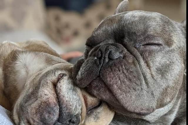 Adorable Money and Maisy, have been named among the UK's most loved up pooches