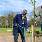 MK Mayor Mohammed Khan helps plant one of the new trees at Shenley Brook End today