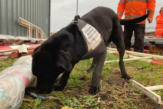 Sniffer dog Ronnie on the hunt for stolen metal