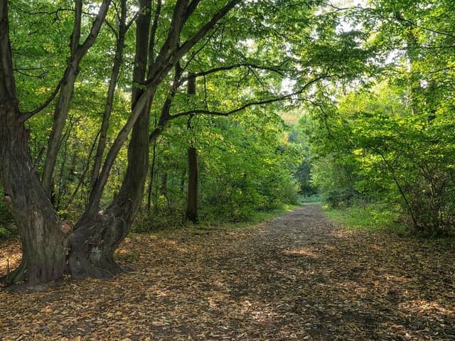 Howe Park Wood
