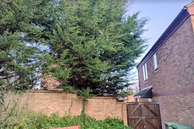 The Leylandii trees are the other side of the resident's garden wall