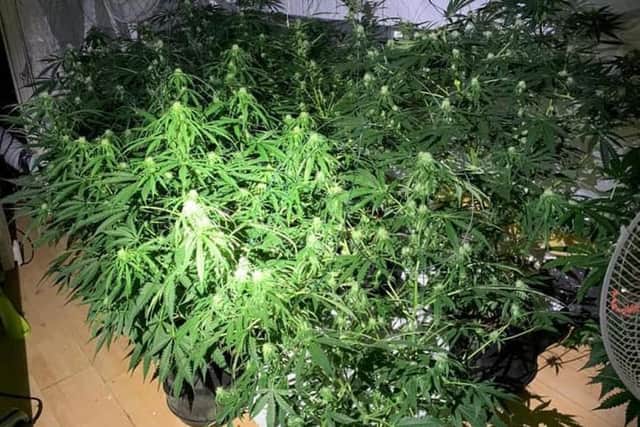 Police found all the equipment needed for a cannabis factory