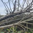 The fallen tree has blocked rear access to the property in Ouzel Close, Bletchley