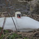 The swan pictured happily nesting before the pruning works took place