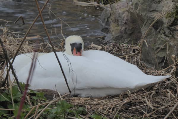 The swan pictured happily nesting before the pruning works took place