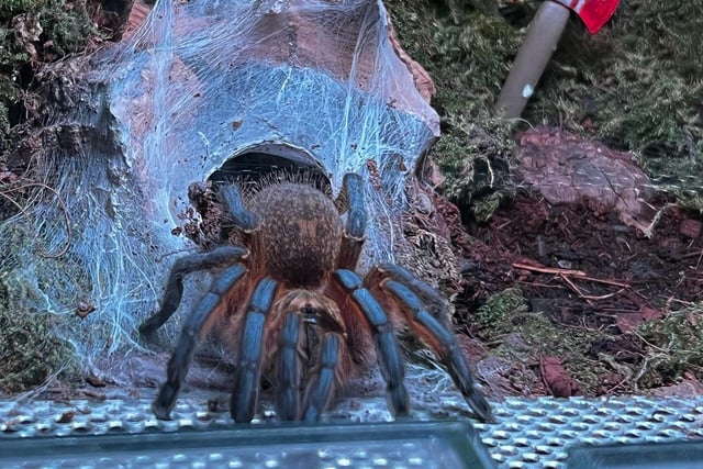 One of Steve's 121 pet tarantulas