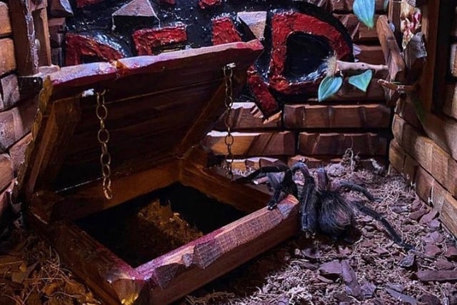 Evil Dead - but the tarantula is very much alive
