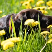 Dogs suffer from hayfever too (photo: Unsplash)