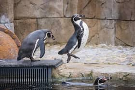 The penguins enjoying their new area