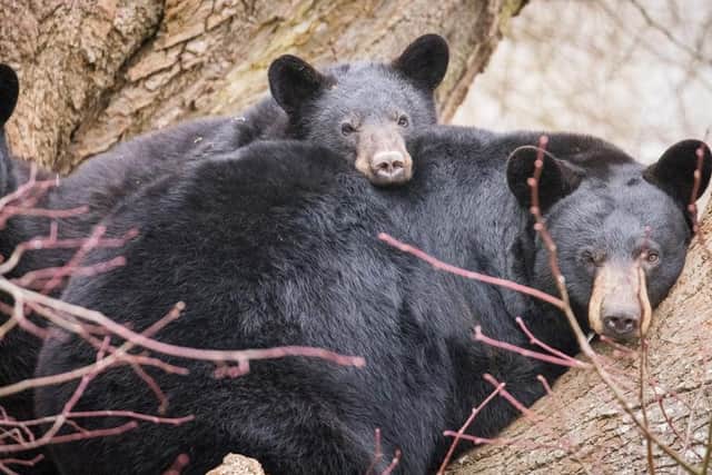 Baby bear cubs have been born during lockdown