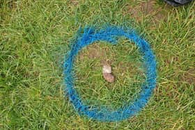 Blue circles are sprayed around the poo