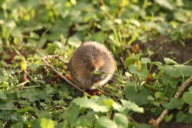 A native water vole