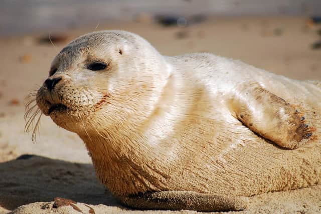 Grey seals can be found at Blakeney Point, Norfolk