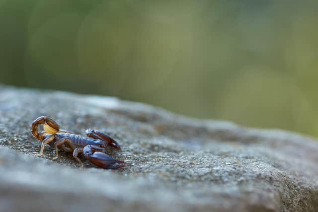 Yellow-tailed scorpions are situated in Isle of Sheppey in Kent in their thousands