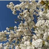 Blossom Watch Day is on Saturday